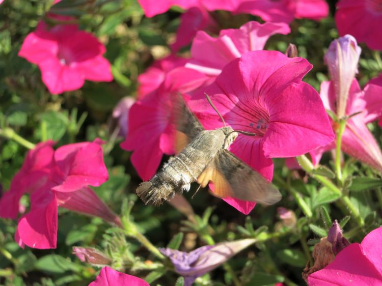 Fonds d'cran Animaux Insectes - Papillons mon superbe colibri