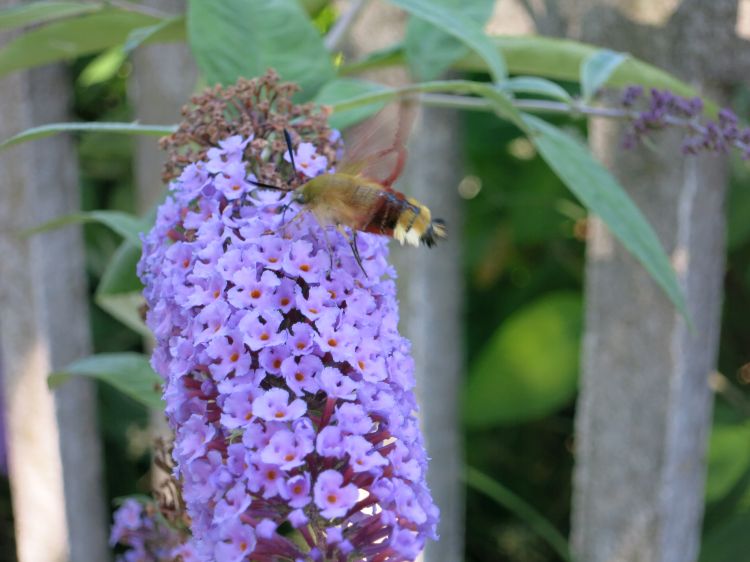 Fonds d'cran Animaux Insectes - Papillons mon colibri