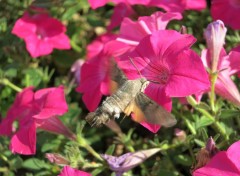  Animaux mon superbe colibri