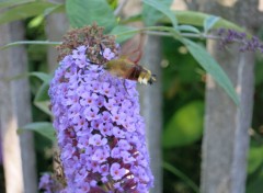  Animaux mon colibri