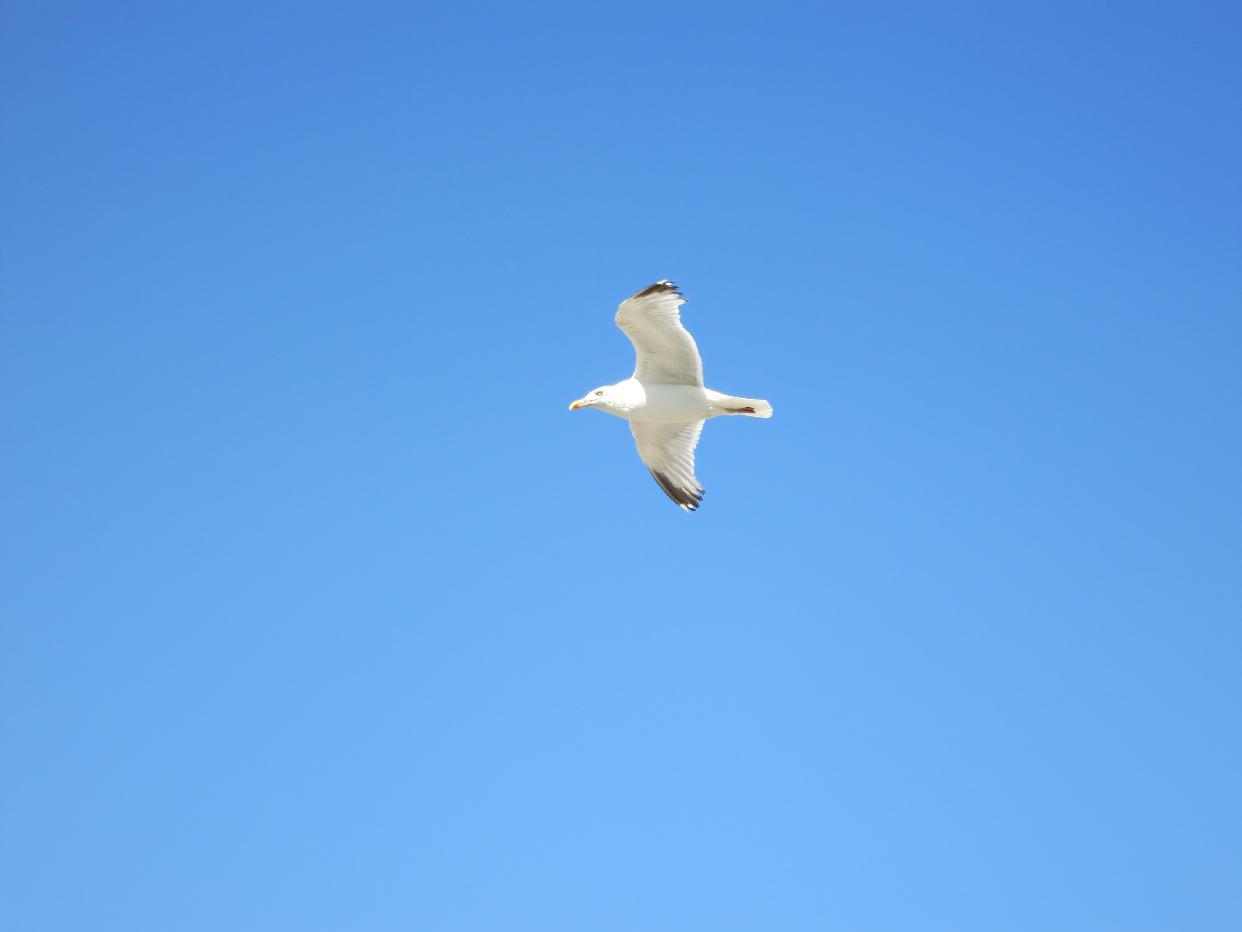 Fonds d'cran Animaux Oiseaux - Mouettes et Golands mouette de dunkerque