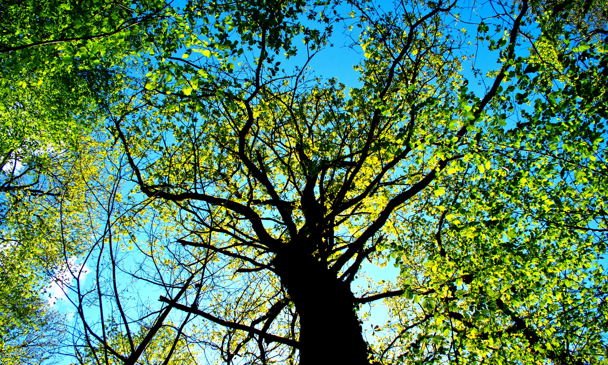 Fonds d'cran Nature Arbres - Forts 