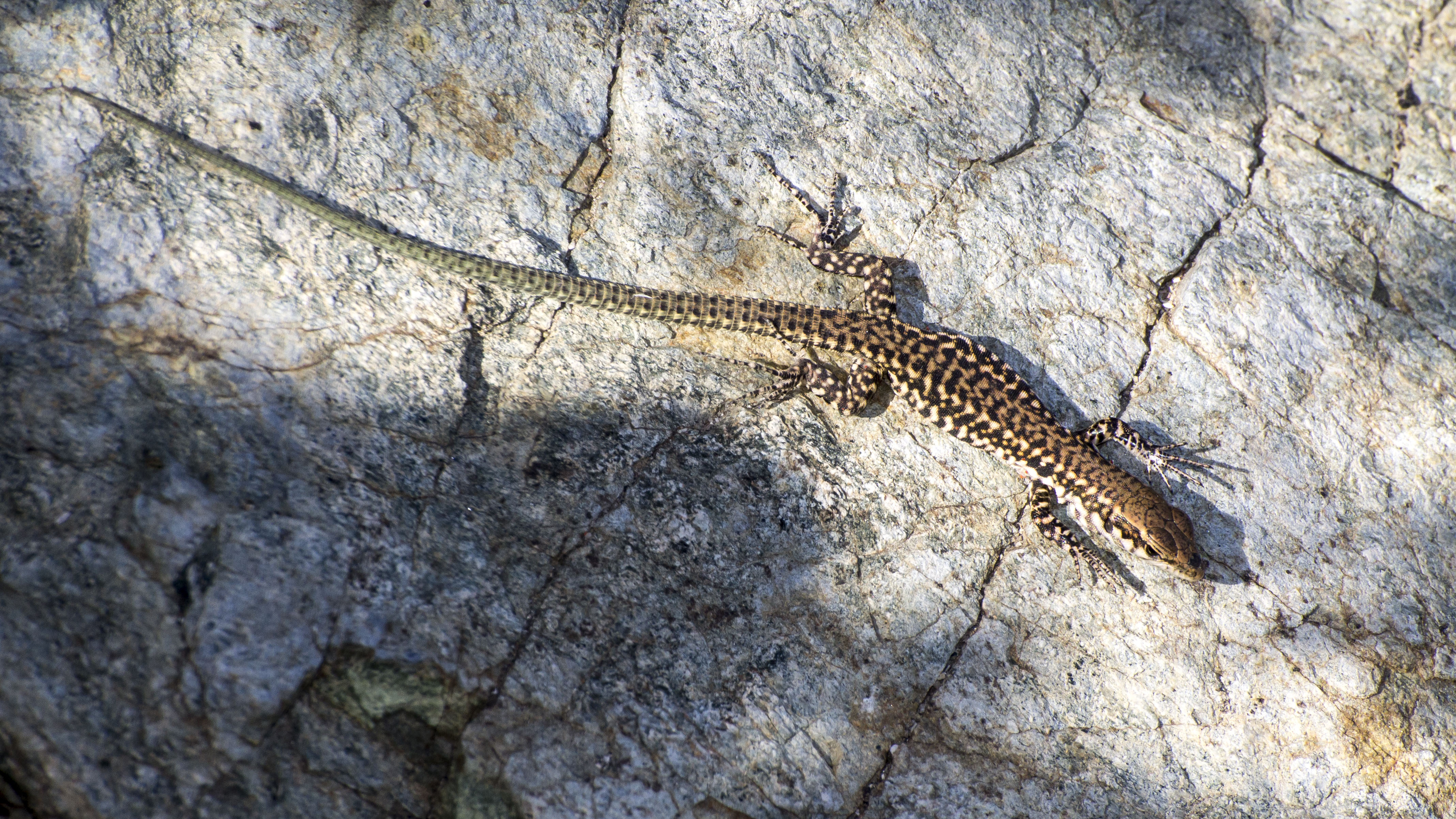 Wallpapers Animals Lizards - Iguanas Lezard Montagnard Corse