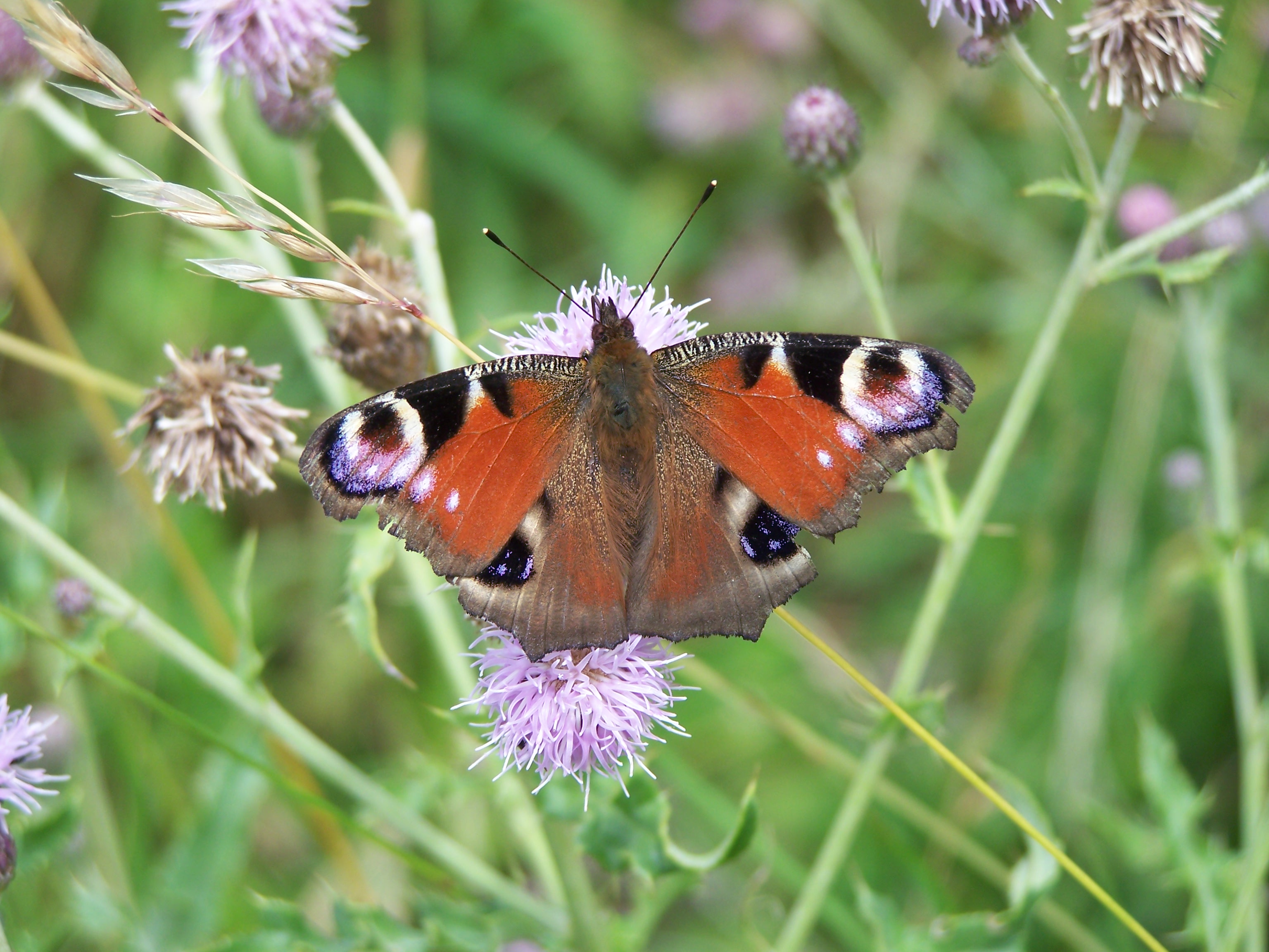 Fonds d'cran Animaux Insectes - Papillons trop beau 