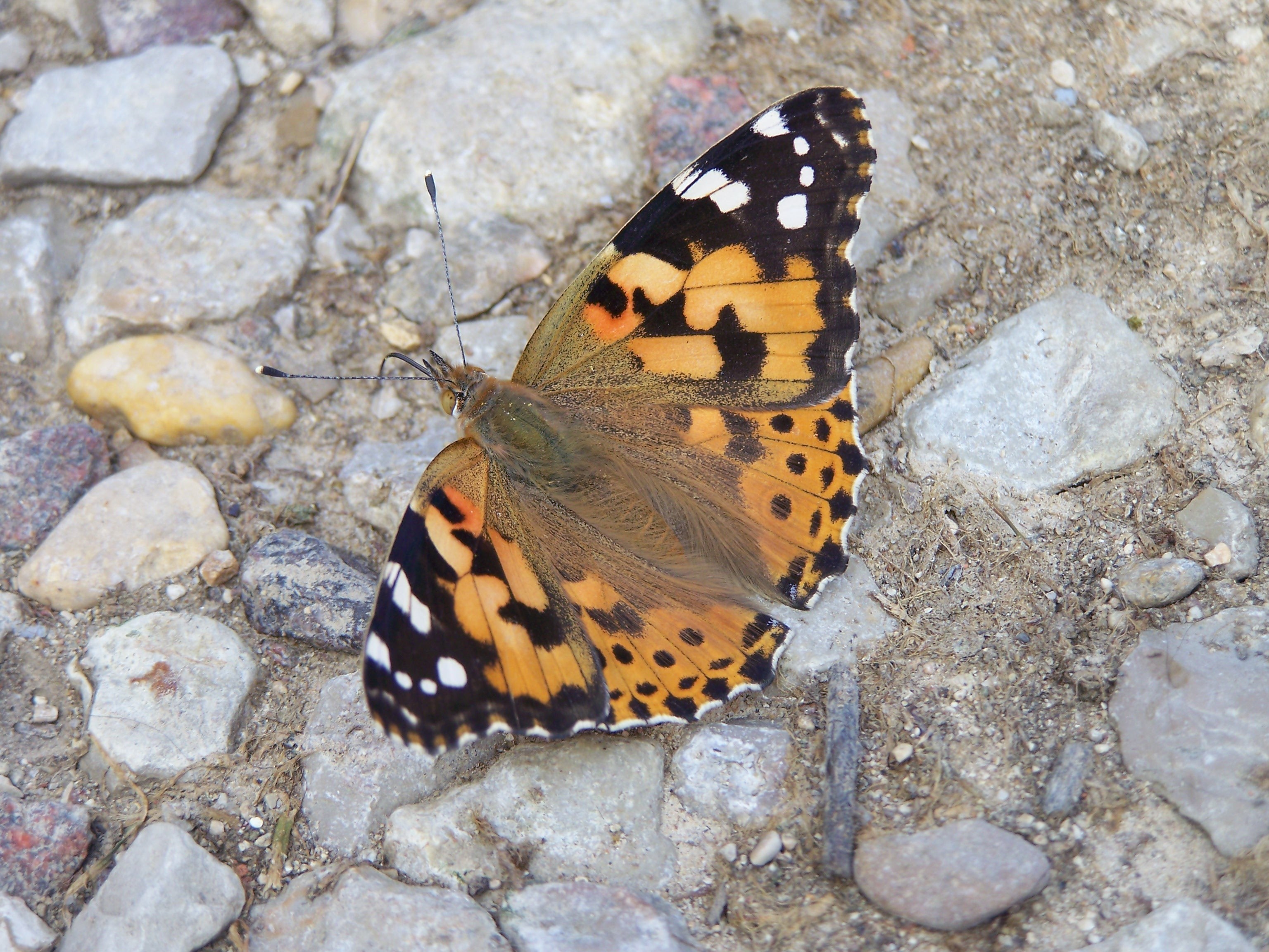 Fonds d'cran Animaux Insectes - Papillons trop beau 