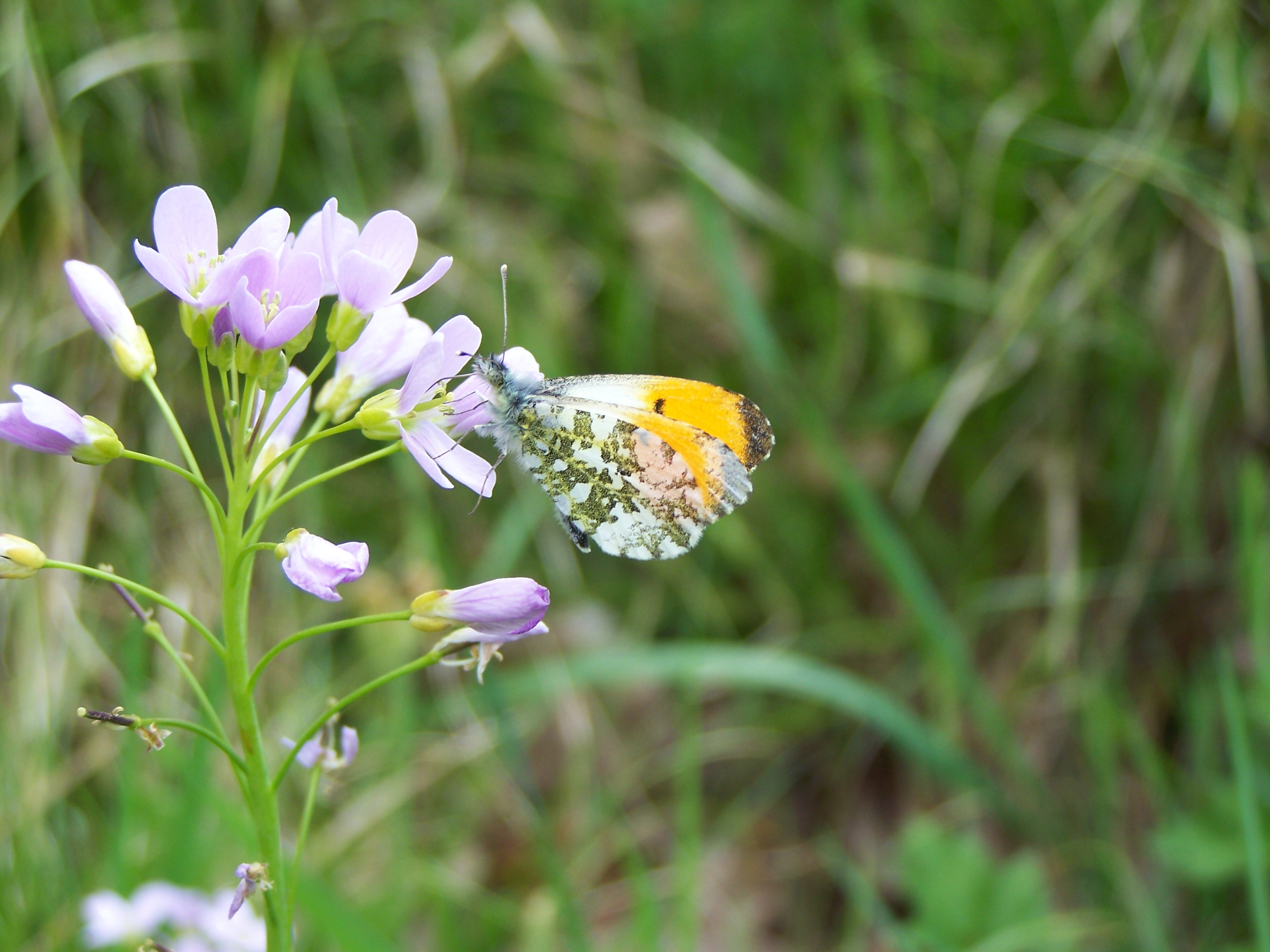 Fonds d'cran Animaux Insectes - Papillons trop beau 