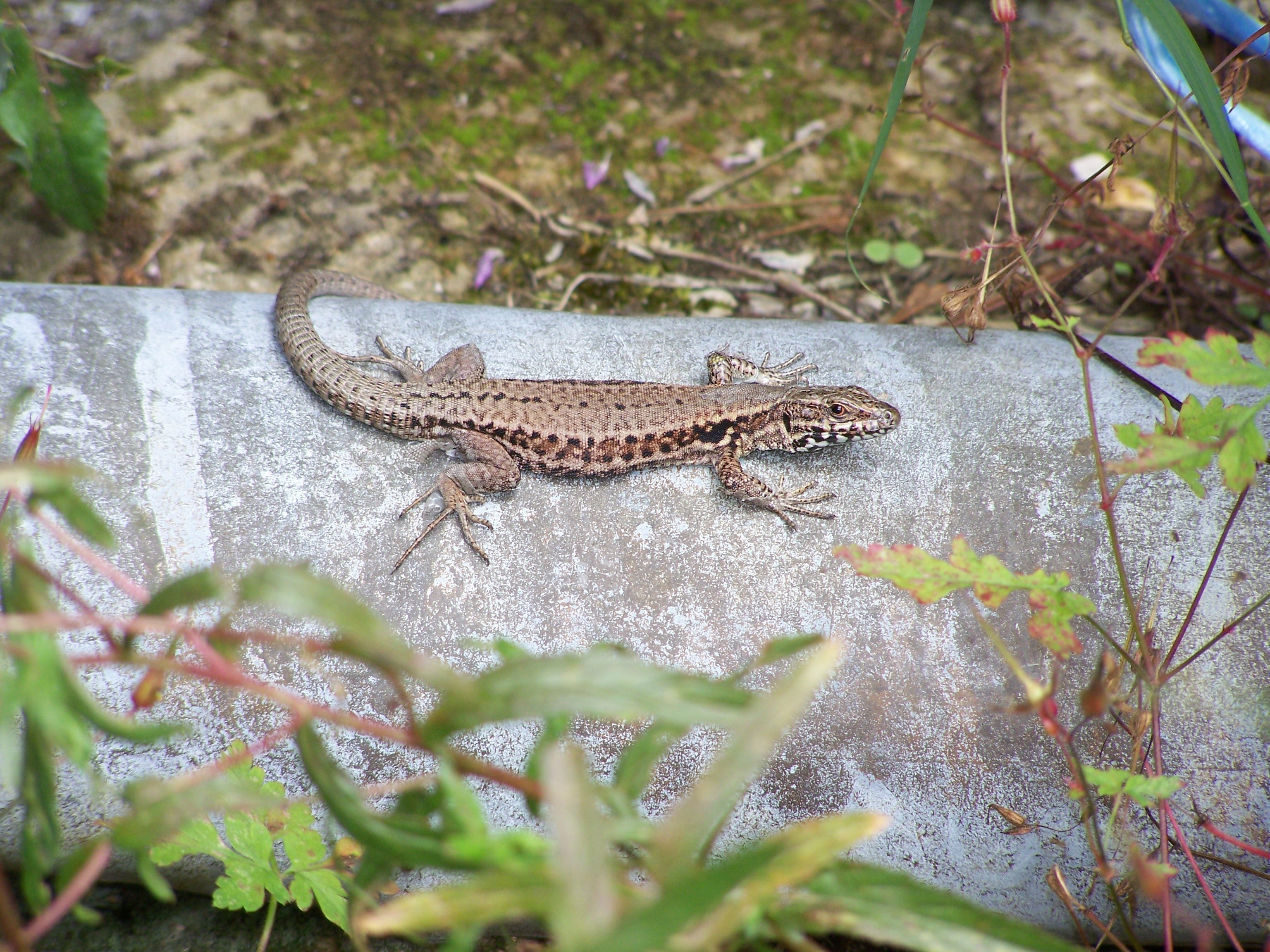 Fonds d'cran Animaux Lzards - Iguanes mes lézards