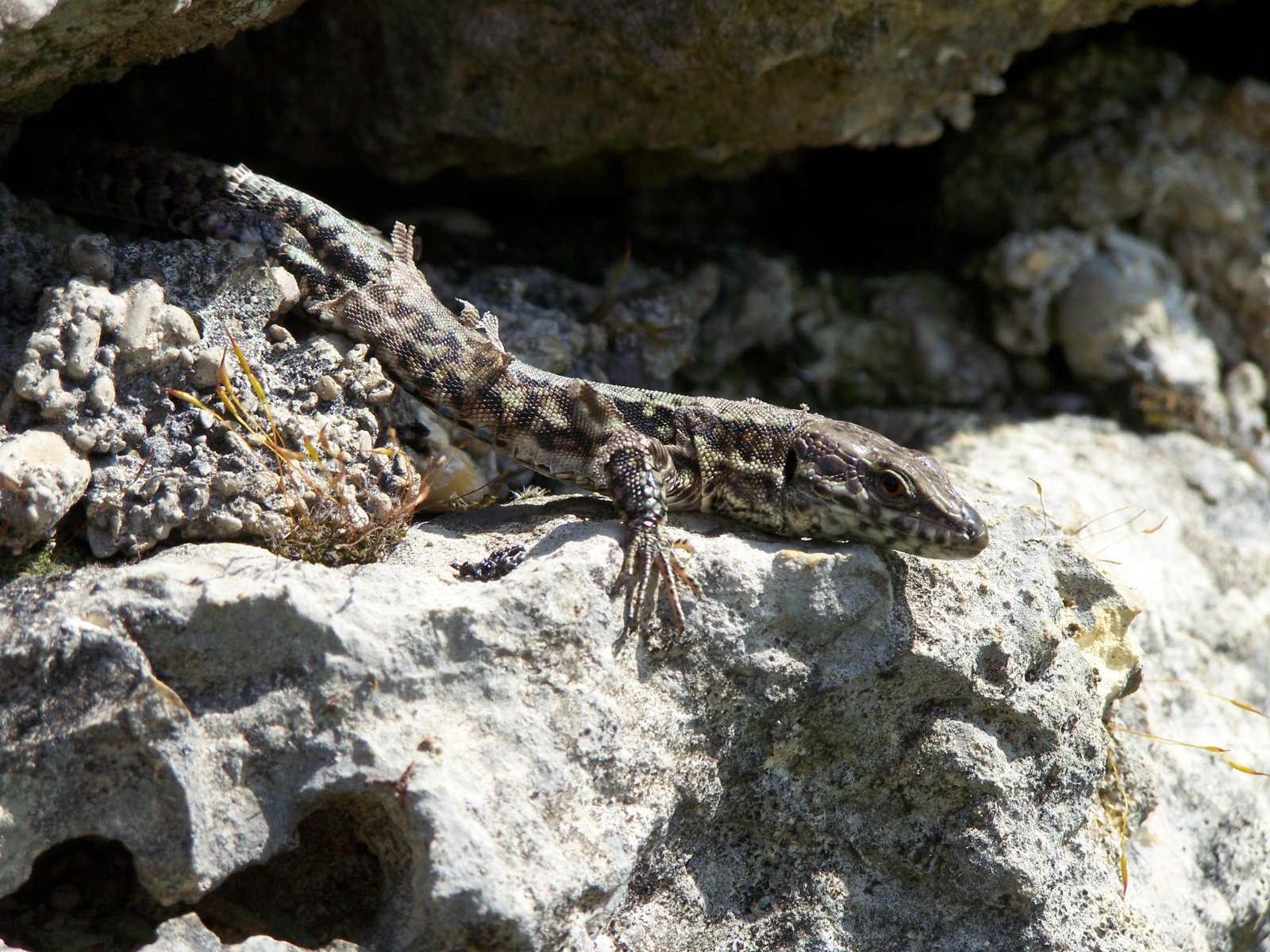 Fonds d'cran Animaux Lzards - Iguanes mes lézards