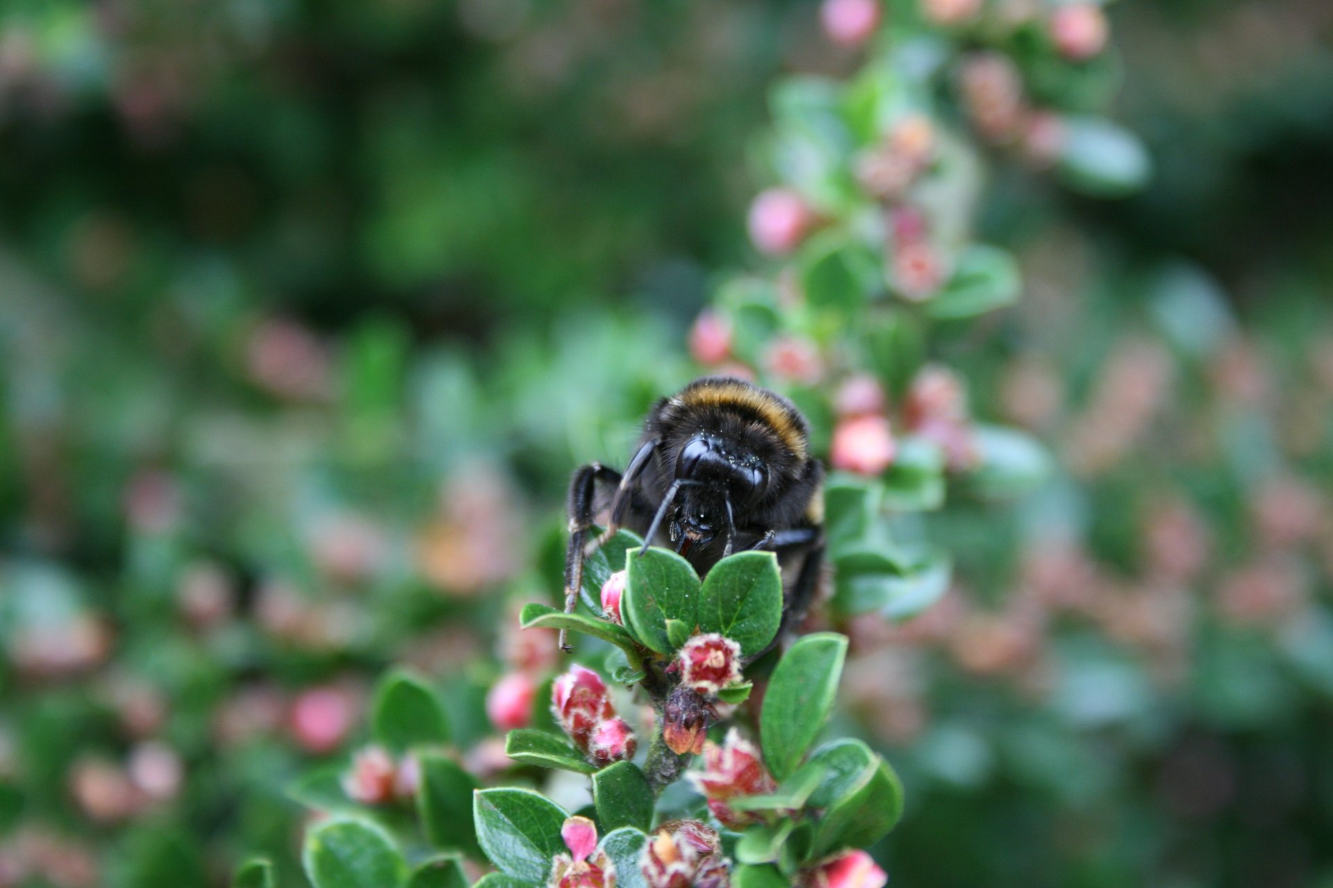 Fonds d'cran Animaux Insectes - Abeilles Gupes ... trop beau