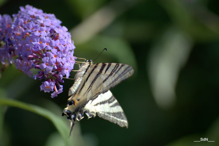 Fonds d'cran Animaux Insectes - Papillons LA BASTIDE DE VIRAC- ARDECHE