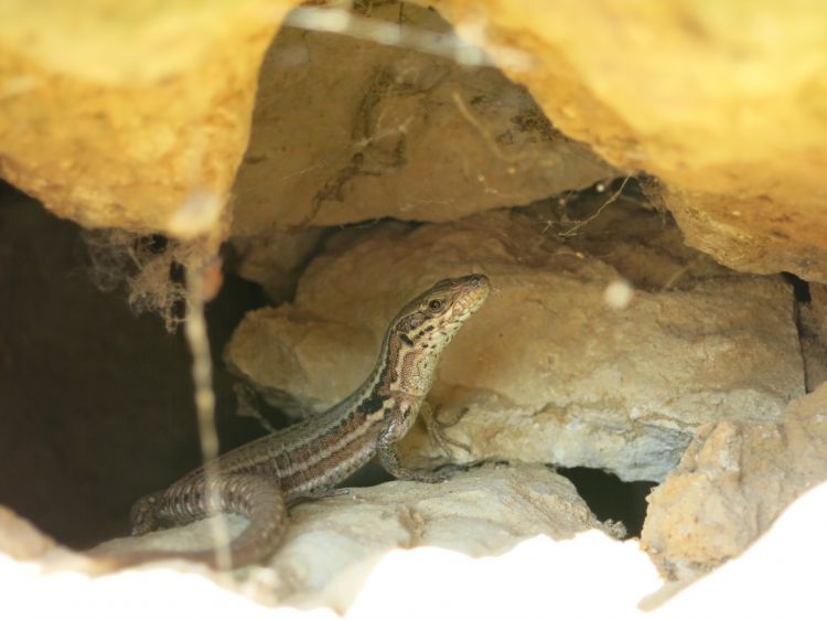 Fonds d'cran Animaux Lzards - Iguanes dans le noir sans flach