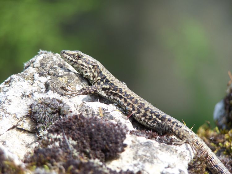 Fonds d'cran Animaux Lzards - Iguanes mes lézards