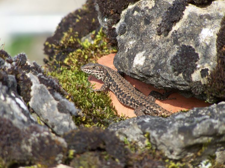 Fonds d'cran Animaux Lzards - Iguanes mes lézards