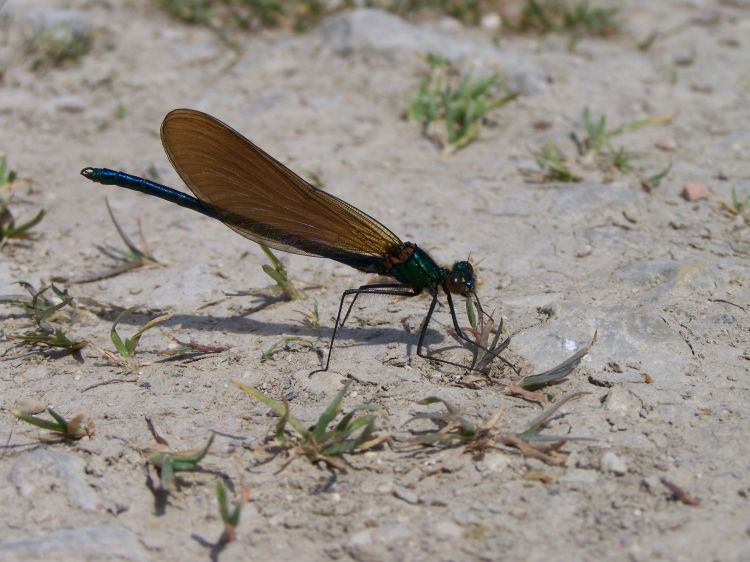 Fonds d'cran Animaux Insectes - Libellules mes libellules