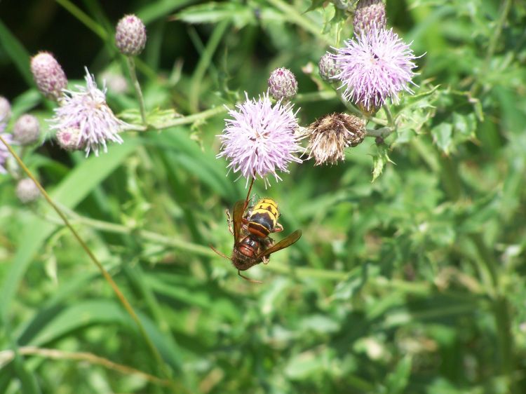 Fonds d'cran Animaux Insectes - Abeilles Gupes ... trop beau