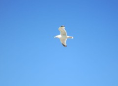  Animaux mouette de dunkerque