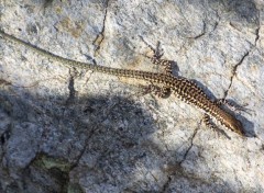  Animaux Lezard Montagnard Corse