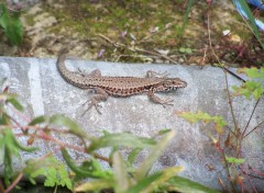  Animaux mes lézards