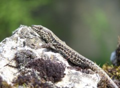  Animaux mes lézards