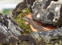  Animaux mes lézards