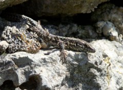  Animaux mes lézards