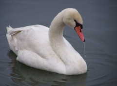  Animaux la goute au bec