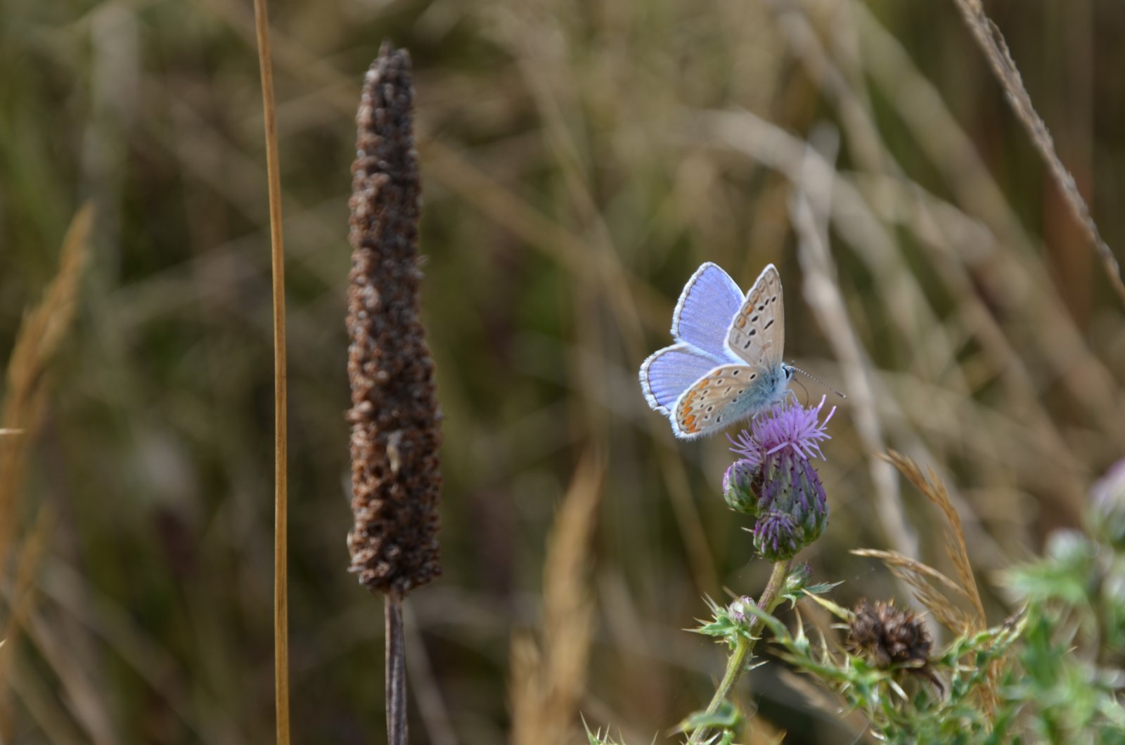 Fonds d'cran Animaux Insectes - Papillons 