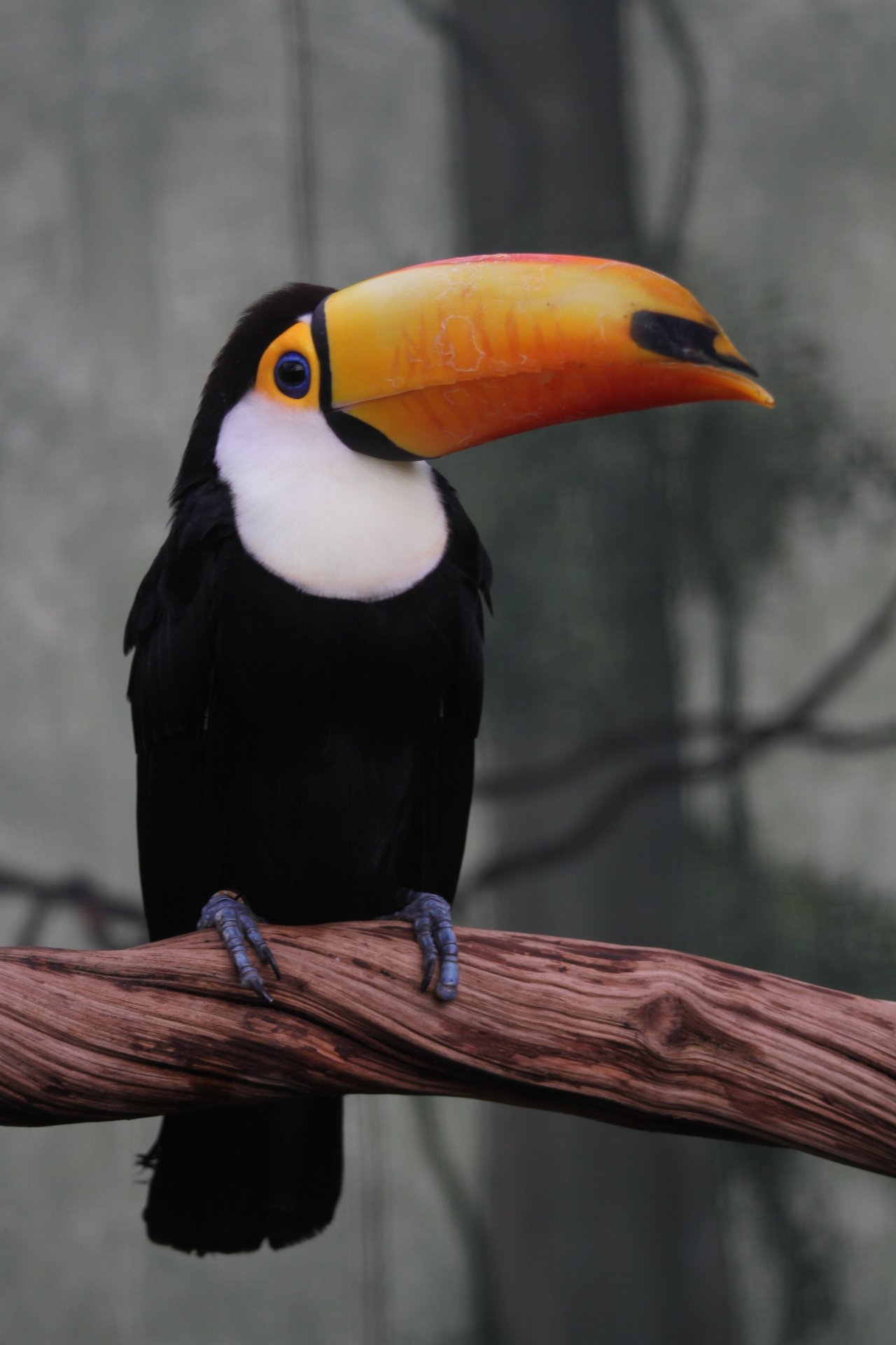 Fonds d'cran Animaux Oiseaux - Toucans 