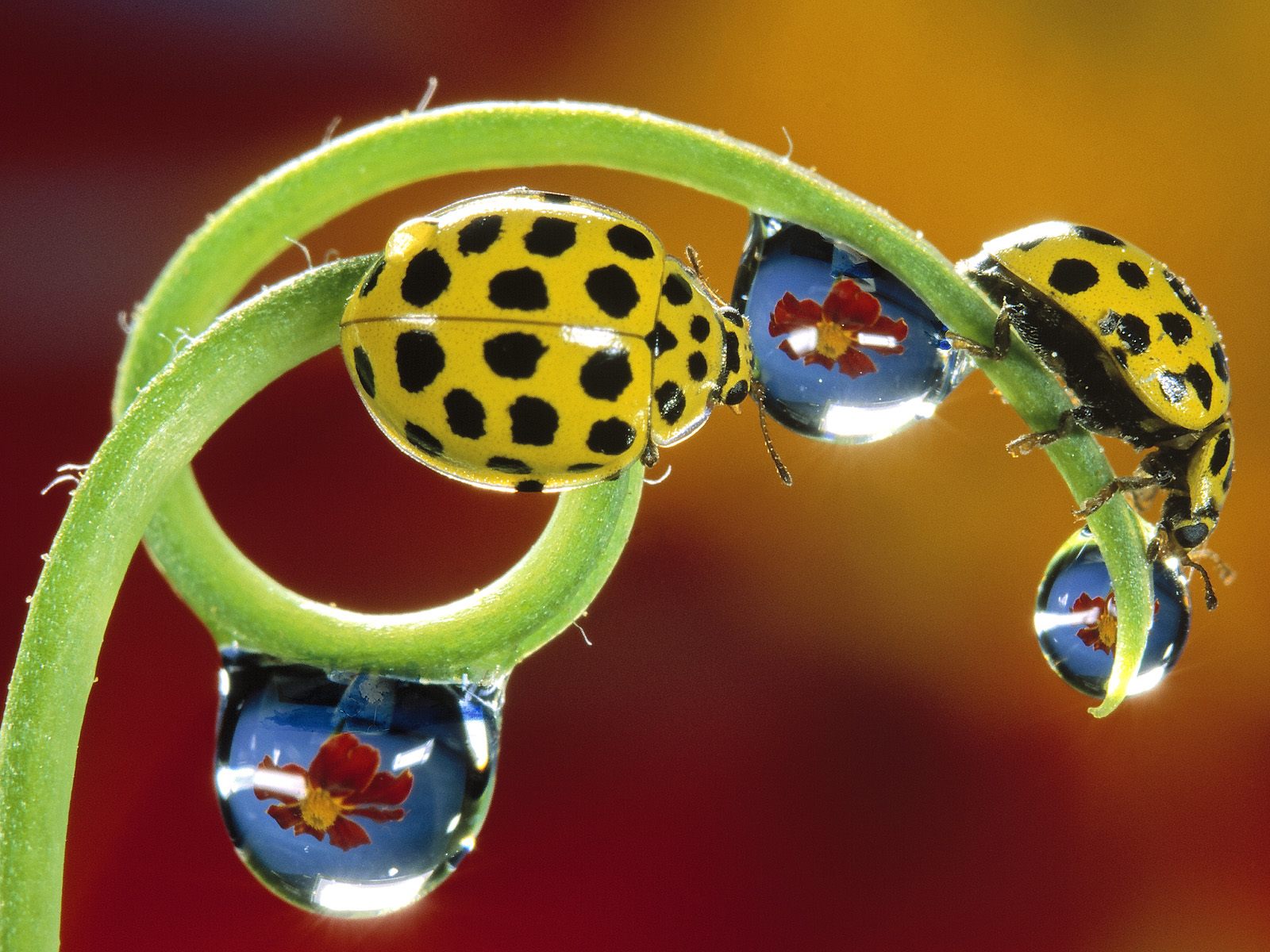 Wallpapers Animals Insects - Ladybugs 