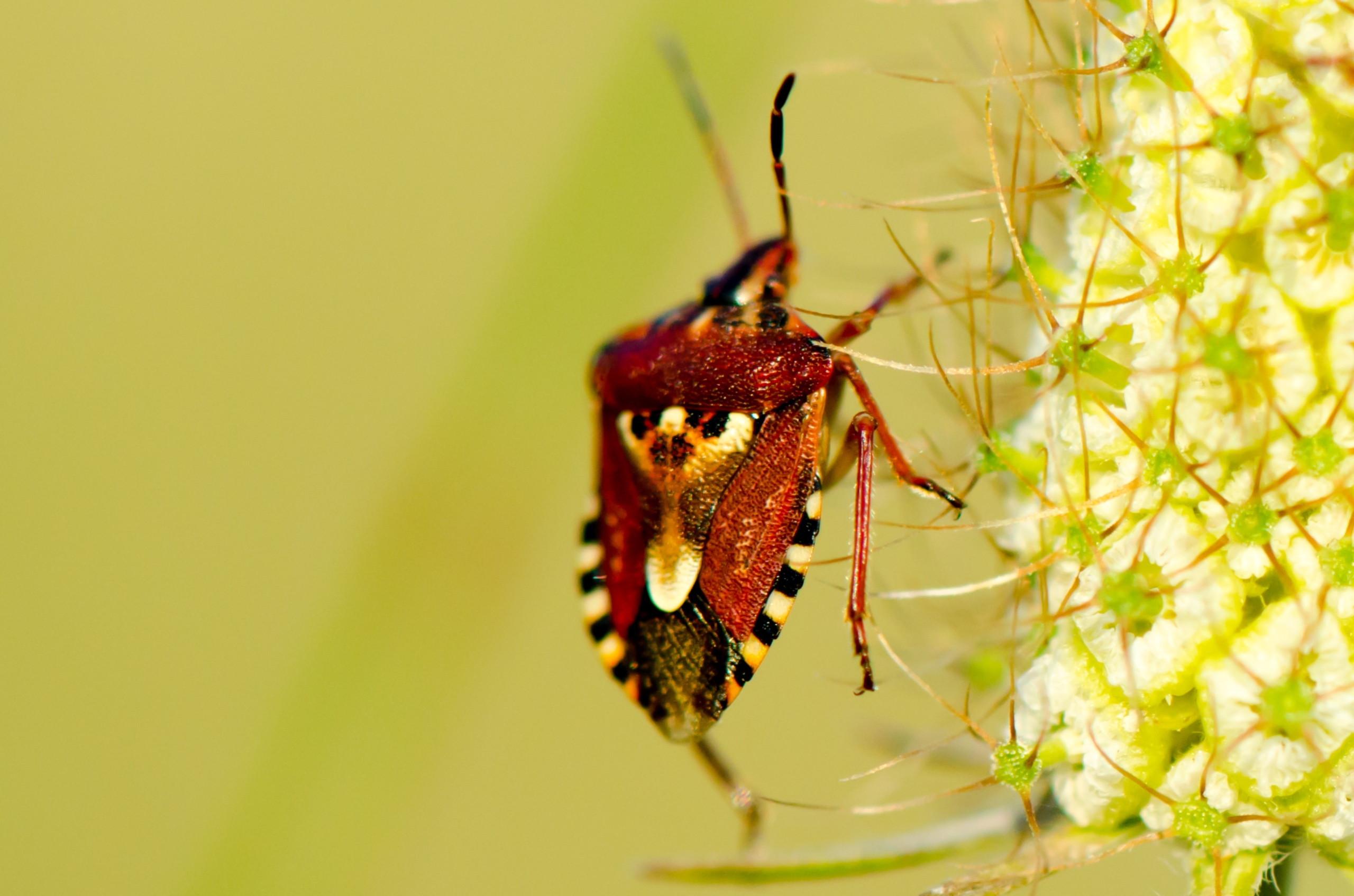 Wallpapers Animals Insectes - Bugs 