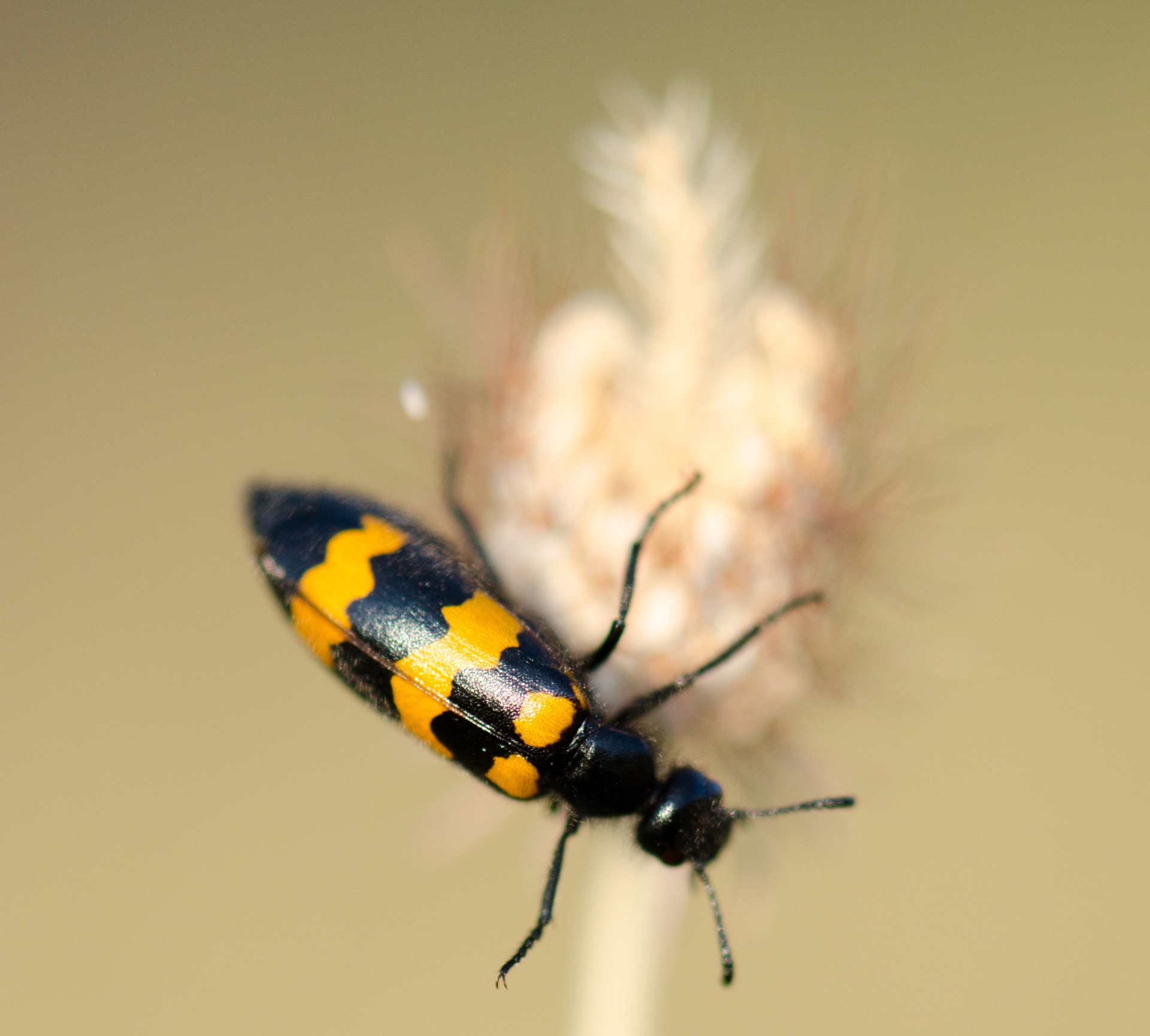 Wallpapers Animals Insects - Miscellaneous 