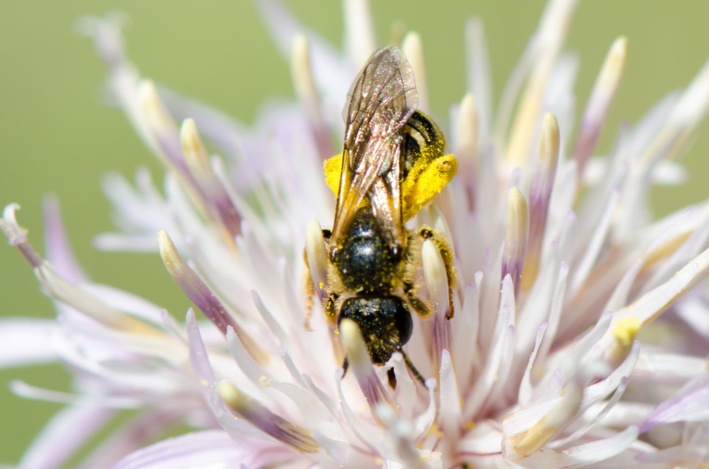 Fonds d'cran Animaux Insectes - Divers 