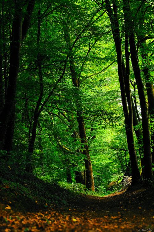 Wallpapers Nature Trees - Forests Green Forest