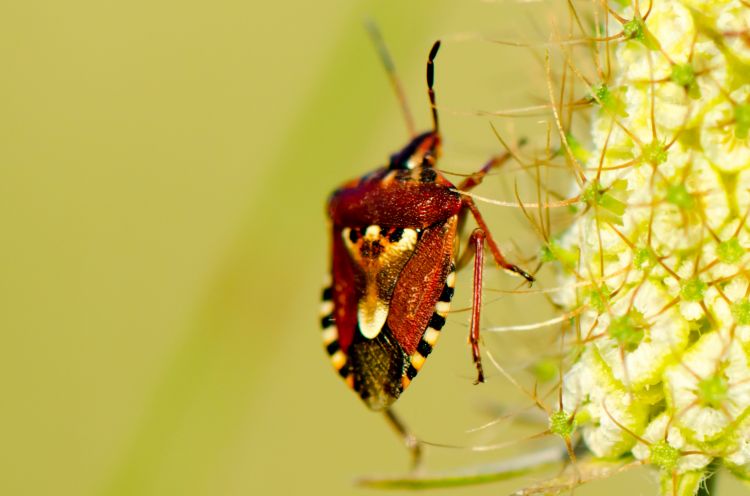 Wallpapers Animals Insectes - Bugs Wallpaper N355598