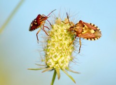 Fonds d'cran Animaux Image sans titre N355599