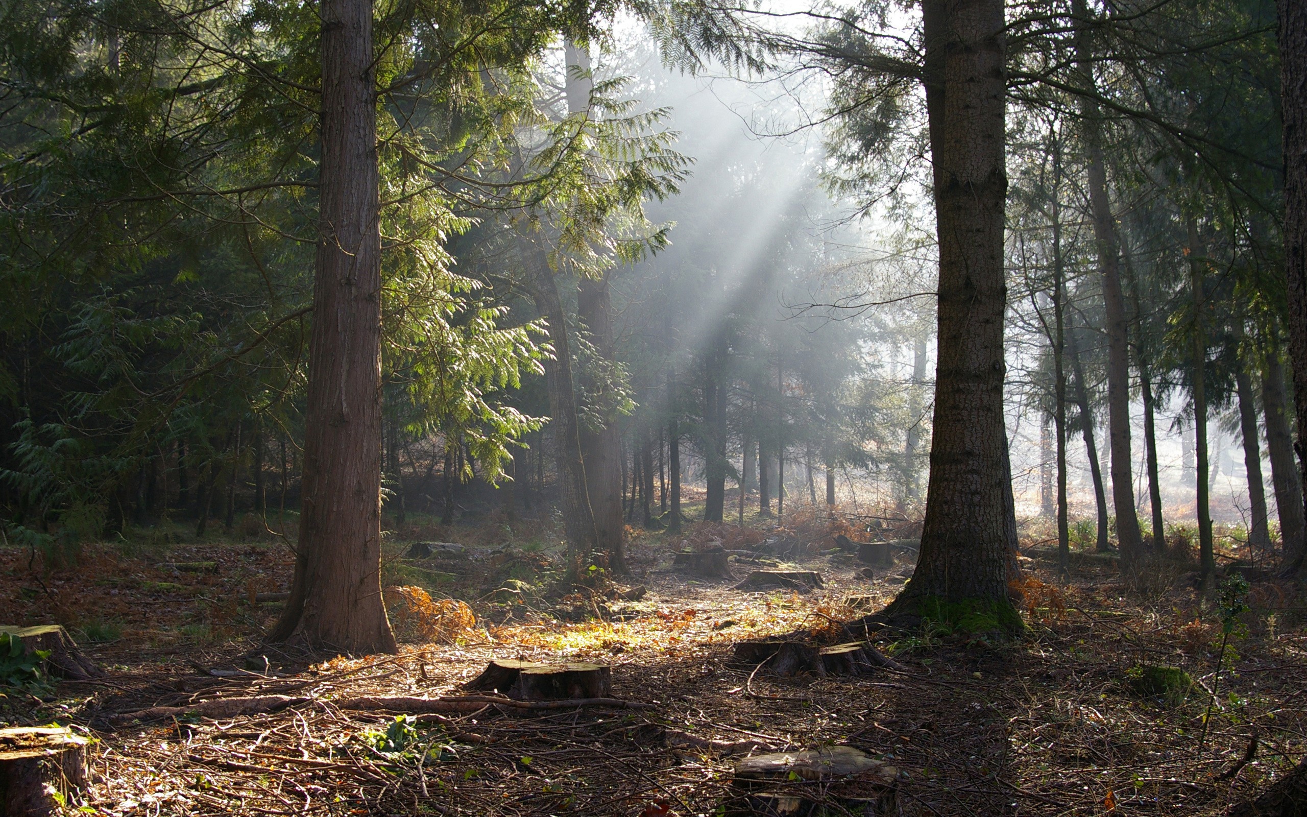 Fonds d'cran Nature Arbres - Forts 