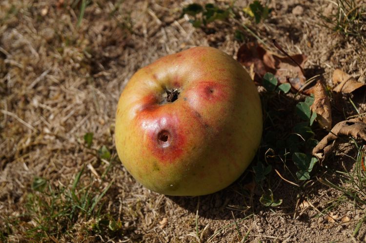 Fonds d'cran Nature Fruits Two Weeks One Shot - Percée-Pomme