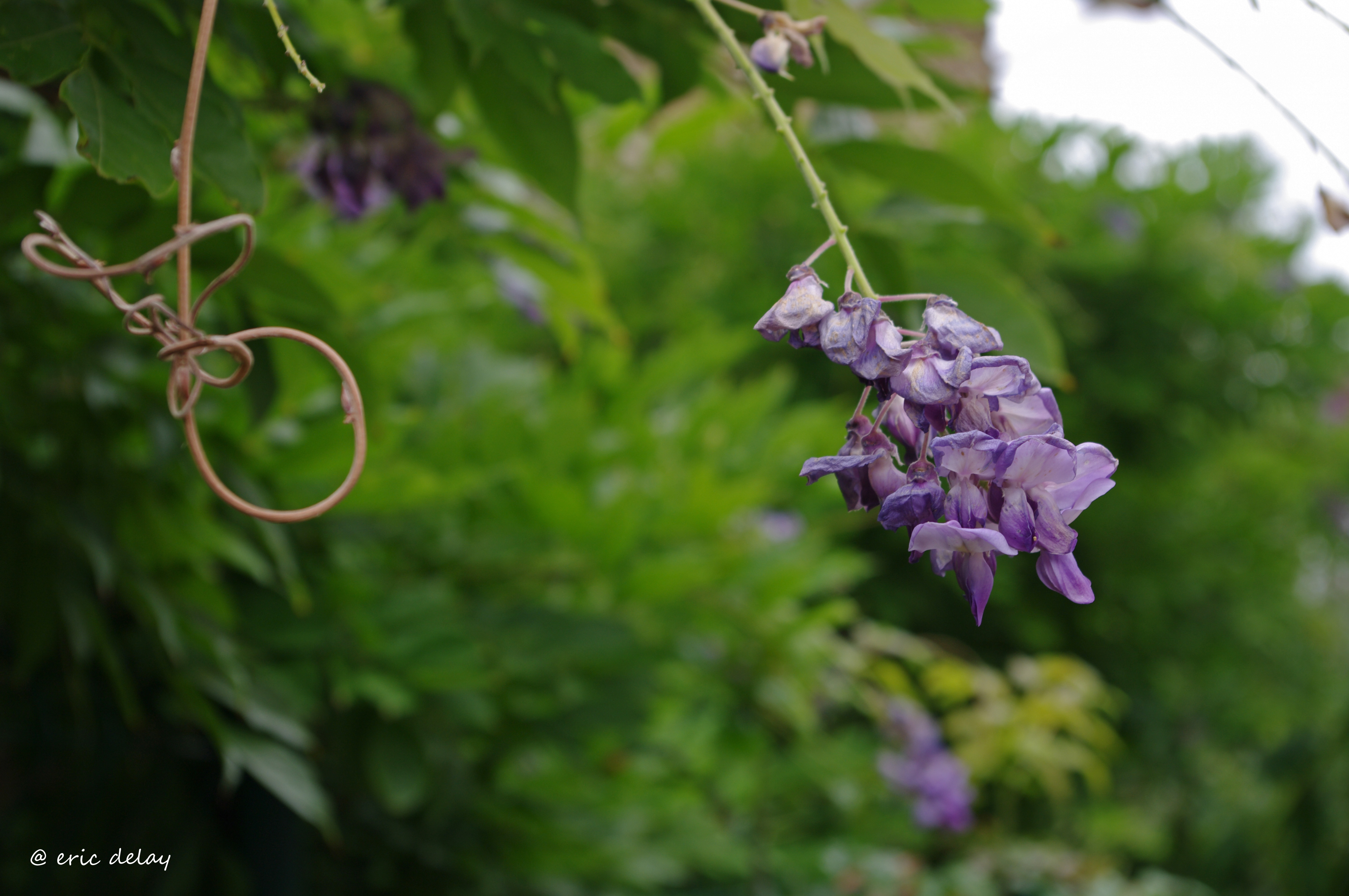 Fonds d'cran Nature Fleurs Fleur