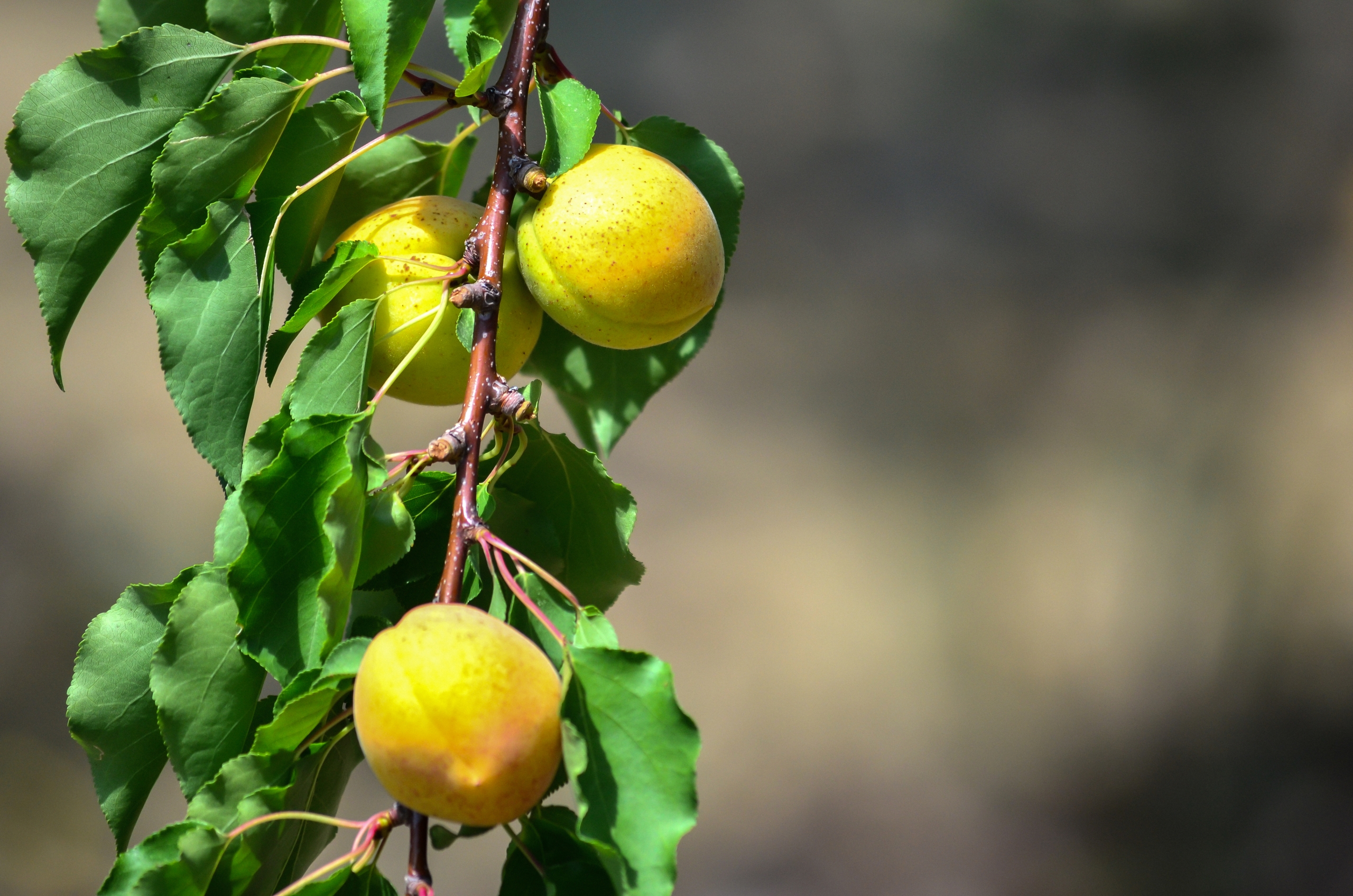 Wallpapers Nature Fruits 