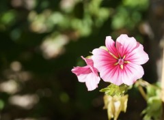  Nature une fleur argentique