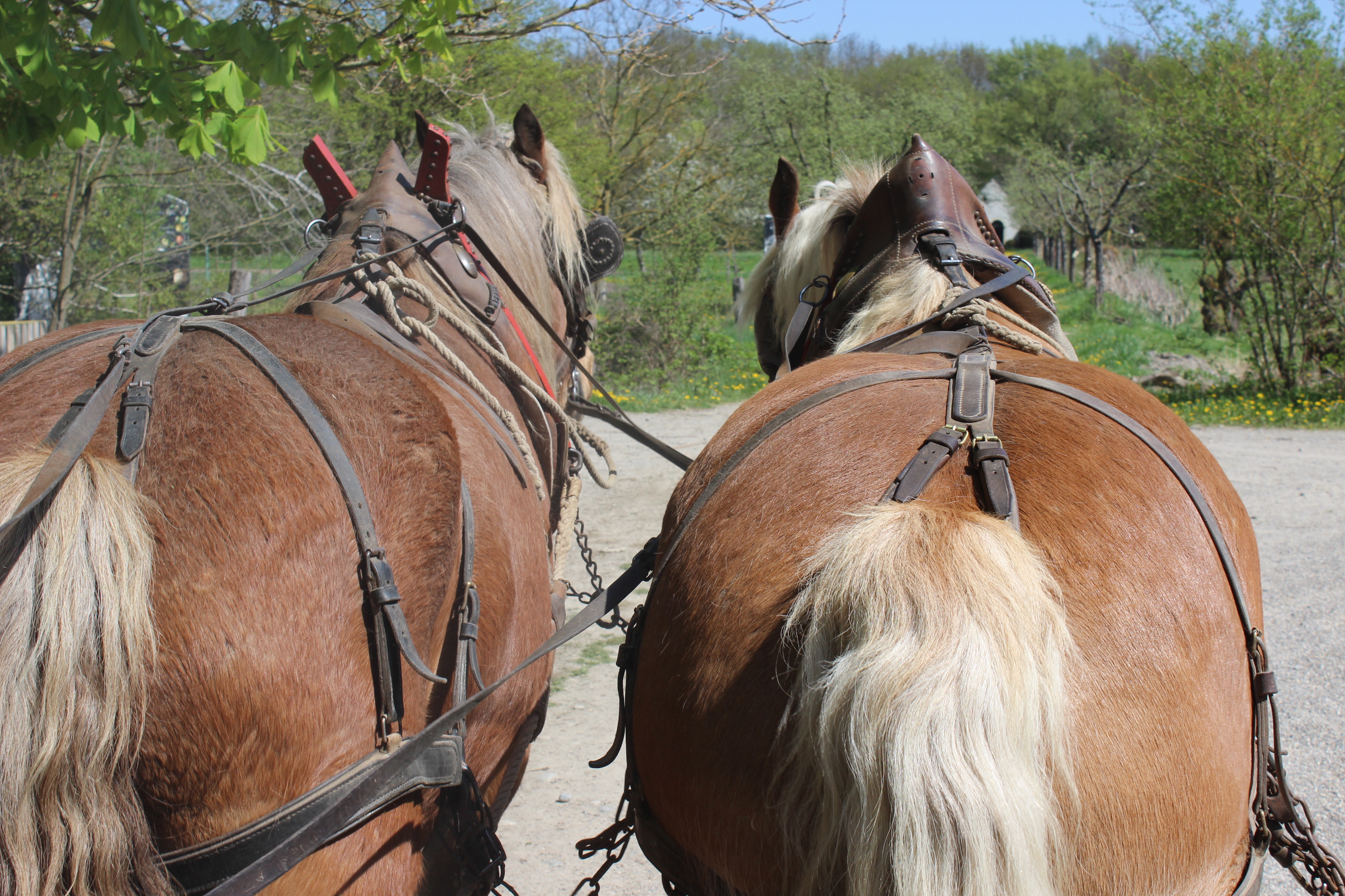 Fonds d'cran Animaux Chevaux 