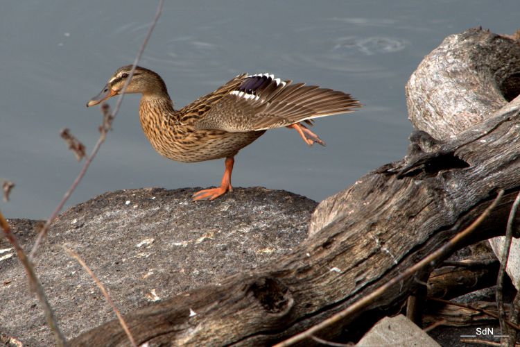 Fonds d'cran Animaux Oiseaux - Canards LA CLAYETTE- SUD BOURGOGNE 