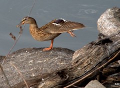  Animaux LA CLAYETTE- SUD BOURGOGNE 