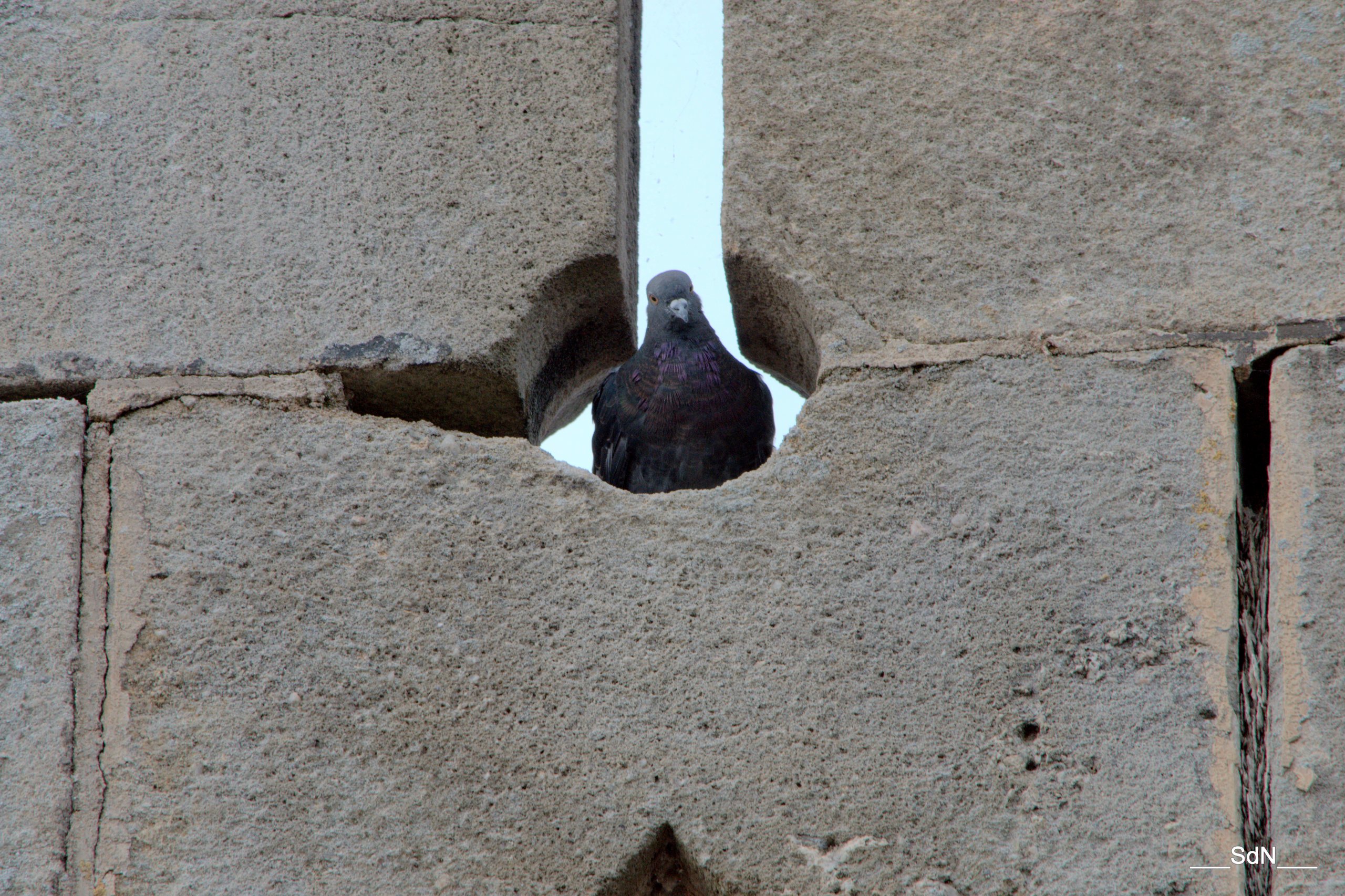 Fonds d'cran Animaux Oiseaux - Pigeons et Tourterelles LA CLAYETTE- SUD BOURGOGNE 