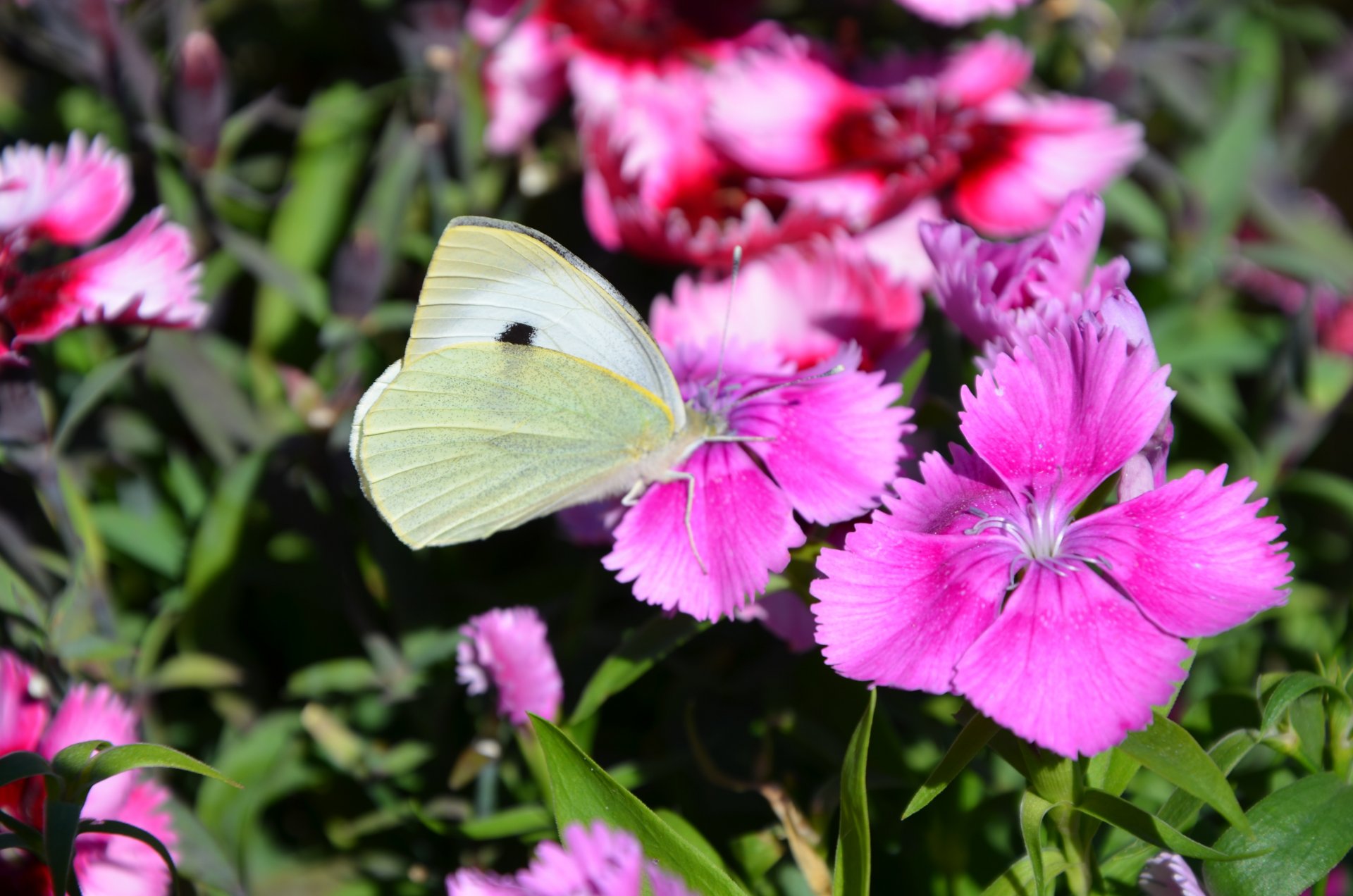 Wallpapers Animals Insects - Butterflies 