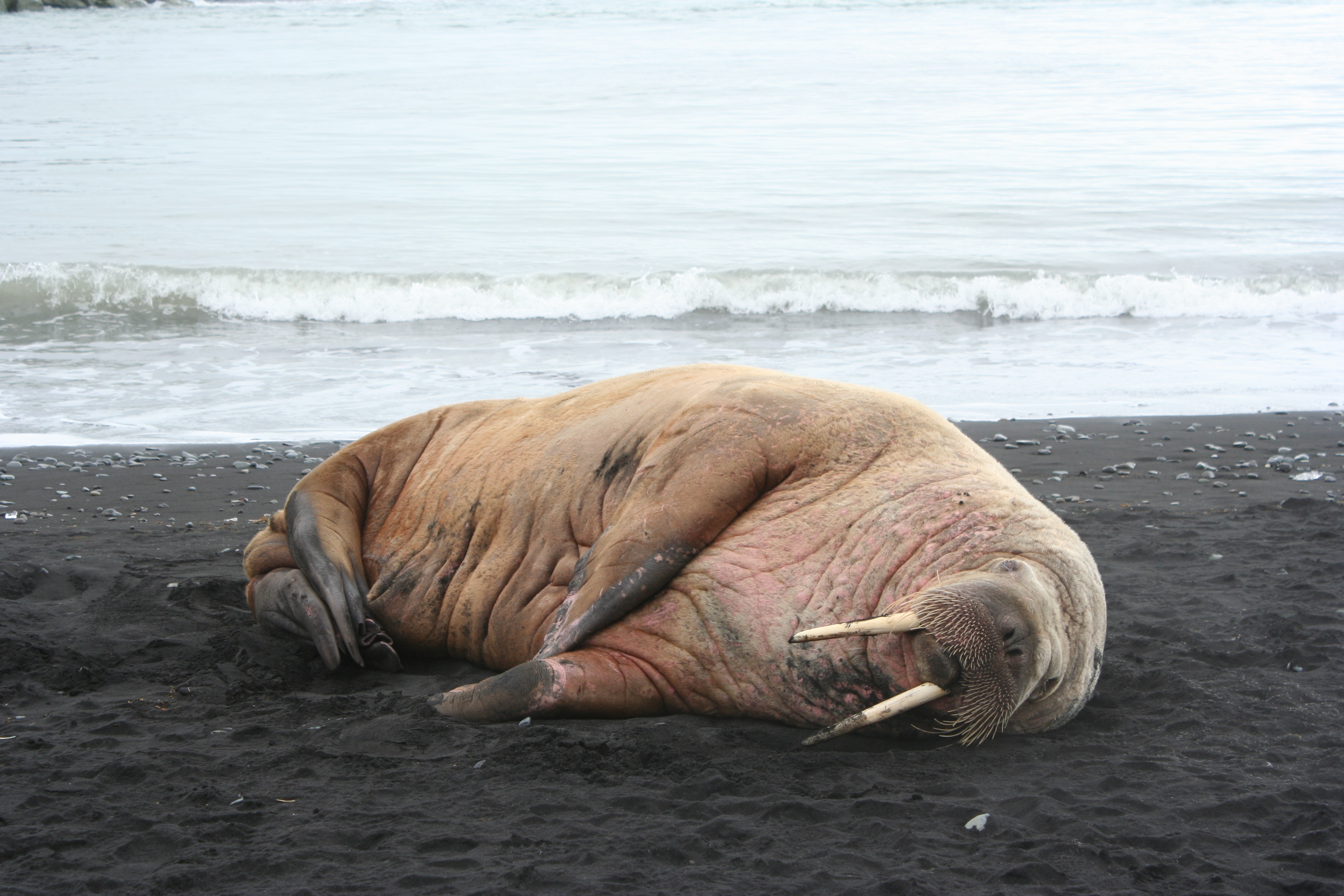 Fonds d'cran Animaux Vie marine - Morses Morse