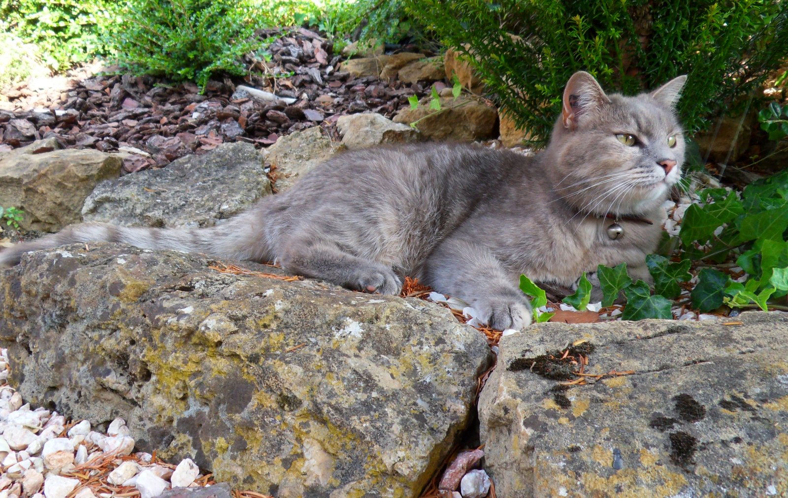 Fonds d'cran Animaux Chats - Chatons 