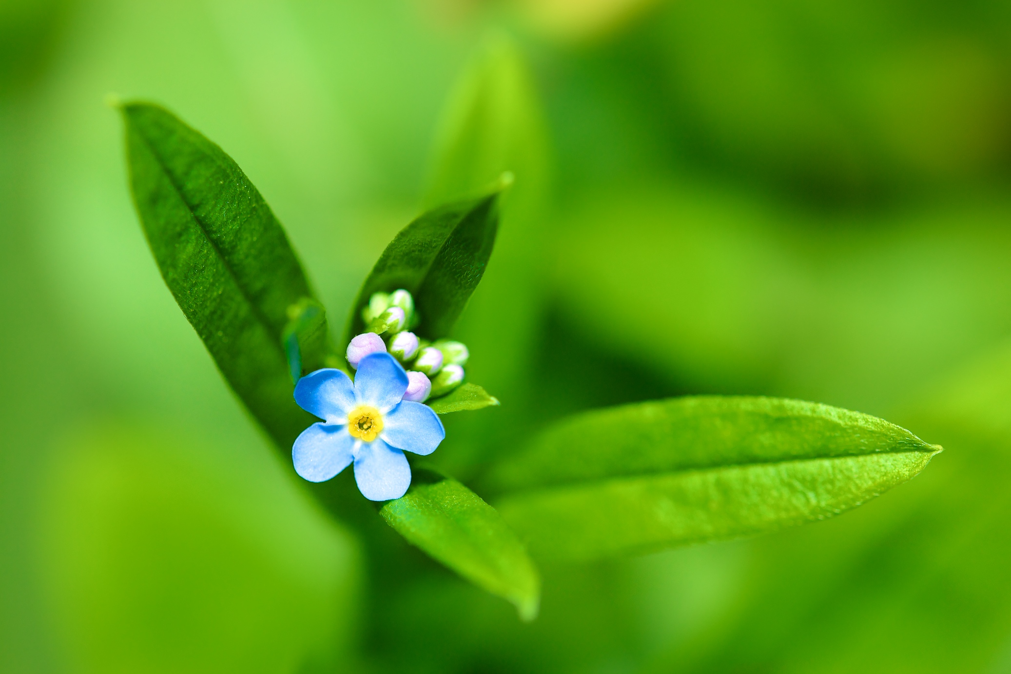 Fonds d'cran Nature Fleurs Douce nature