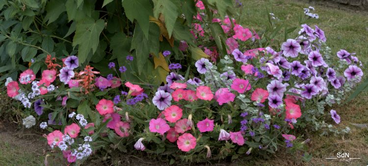 Fonds d'cran Nature Fleurs "LES FLEURS " LA CLAYETTE-SUD BOURGOGNE