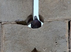  Animaux LA CLAYETTE- SUD BOURGOGNE 